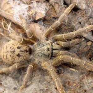 Fort Hall Baboon Tarantula