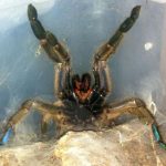 Emerald Skeleton Tarantula