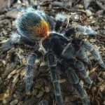Chilean Dwarf Flame Tarantula