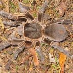 Chaco Mousy Brown Tarantula