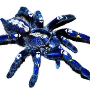 Gooty Sapphire Tarantula