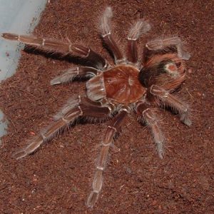 Goliath Pinkfoot Tarantula