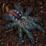 Amazon Sapphire Tarantula