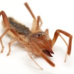 Camel Spider