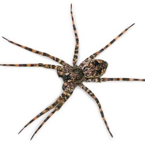 Giant Fishing Spider