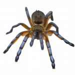 Golden Blue Leg Baboon Tarantula for Sale