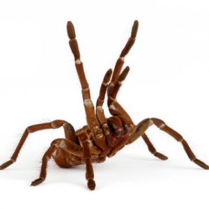 Goliath Bird Eating Tarantula