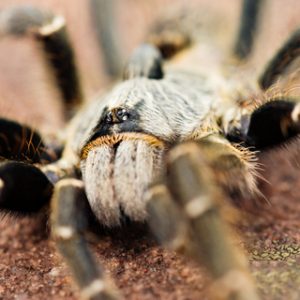 Horned Baboon Tarantula