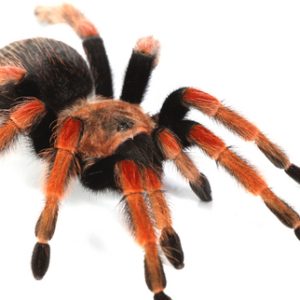 Mexican Fireleg Tarantula