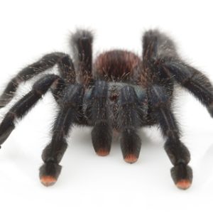 Pink Toe Tarantula