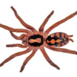 Pumpkin Patch Tarantula