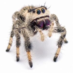 Regal Jumping Spider