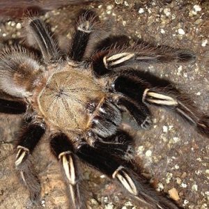 Skeleton Leg Tarantula