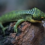Abronia Graminea