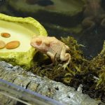 Albino Woodhouse Toad