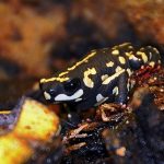 Bumble Bee Toad