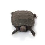 Burmese Mountain Tortoise