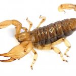 Burrowing Scorpion