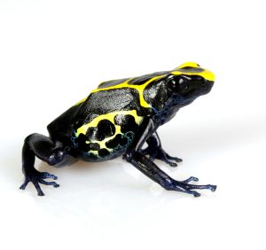 Dyeing Poison Dart Frog