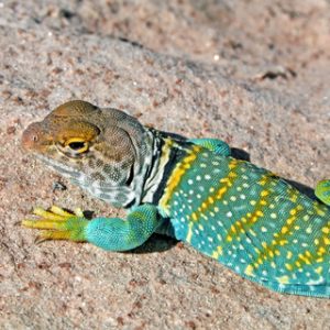 Eastern Collared Lizard