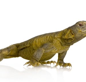 Egyptian Uromastyx