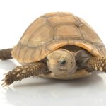 Elongated Tortoise