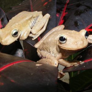 Emerald Eye Tree Frog