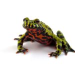 Fired Bellied Toad