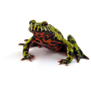 Fired Bellied Toad
