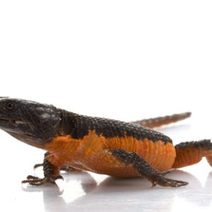 Flame Belly Girdle Tail Lizard