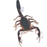 Florida Bark Scorpion