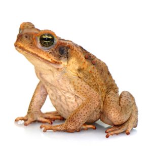 South American Giant Marine Toad