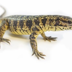 Golden Tegu