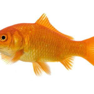 Goldfish