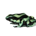 Green and Black Poison Dart Frog