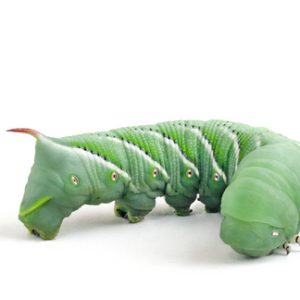 Hornworms