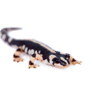 Iranian Kaiser Newt