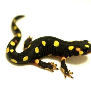 Lake Urmia Newt