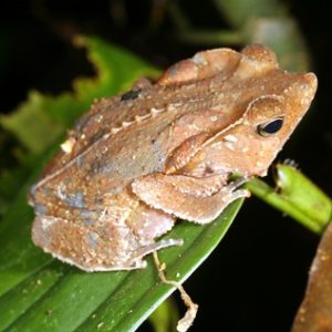Leaf Toad