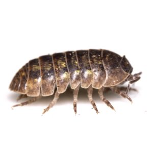 Isopod