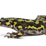 Marbled Newt
