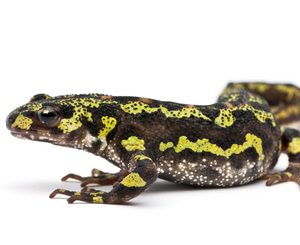 Marbled Newt