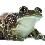 Amazon Milk Frog for Sale