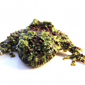 Mossy Frog