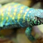 Ornate Uromastyx for Sale