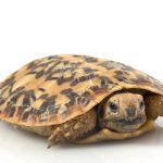 Pancake Tortoise