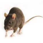 Feeder Mice