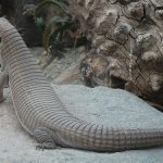 Plated Lizard