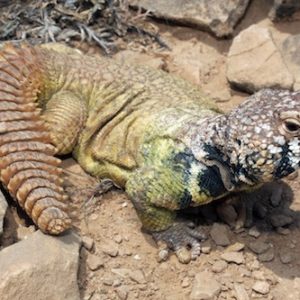 Rainbow Uromastyx