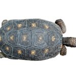 Red Foot Tortoise